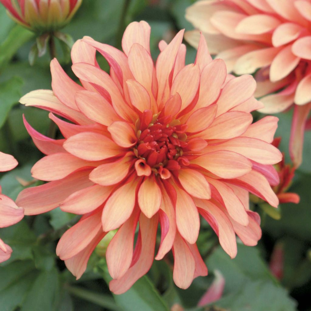 Dwergdahlia Gallery Art Deco - perkdahlia