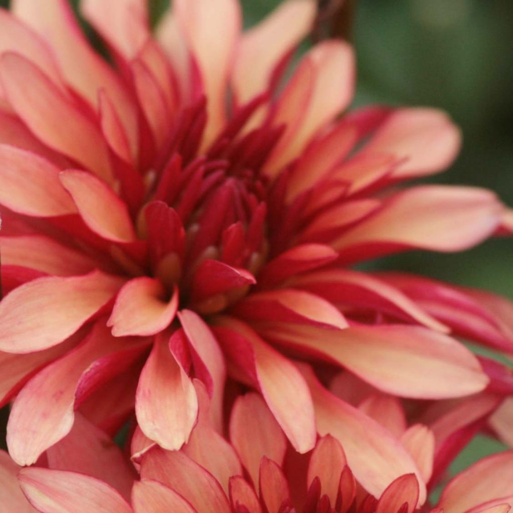 Dwergdahlia Gallery Art Deco - perkdahlia