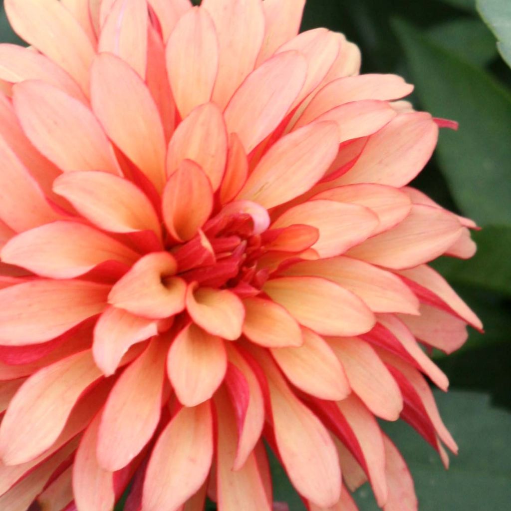 Dwergdahlia Gallery Art Deco - perkdahlia