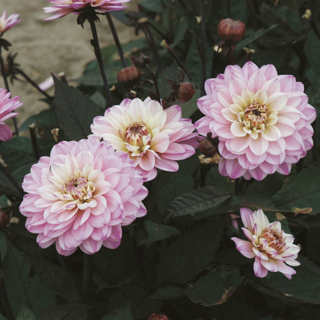 Dahlia Gallery De la Tour - dwergdahlia