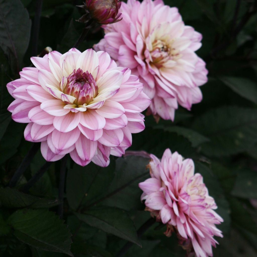 Dahlia Gallery De la Tour - dwergdahlia