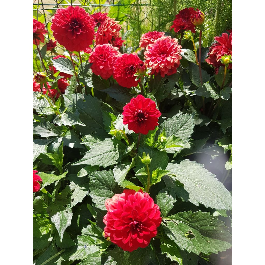 Dwergdahlia Gallery Singer - perkdahlia