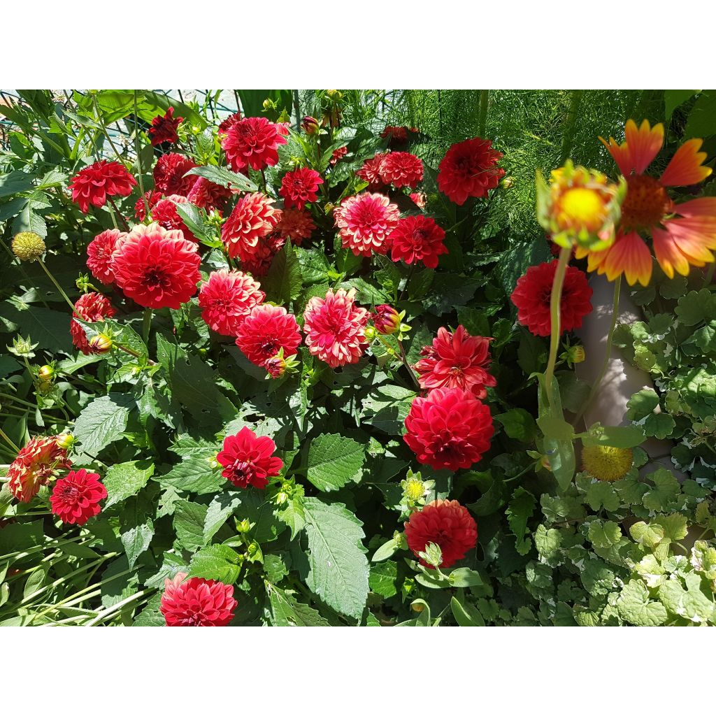 Dwergdahlia Gallery Singer - perkdahlia