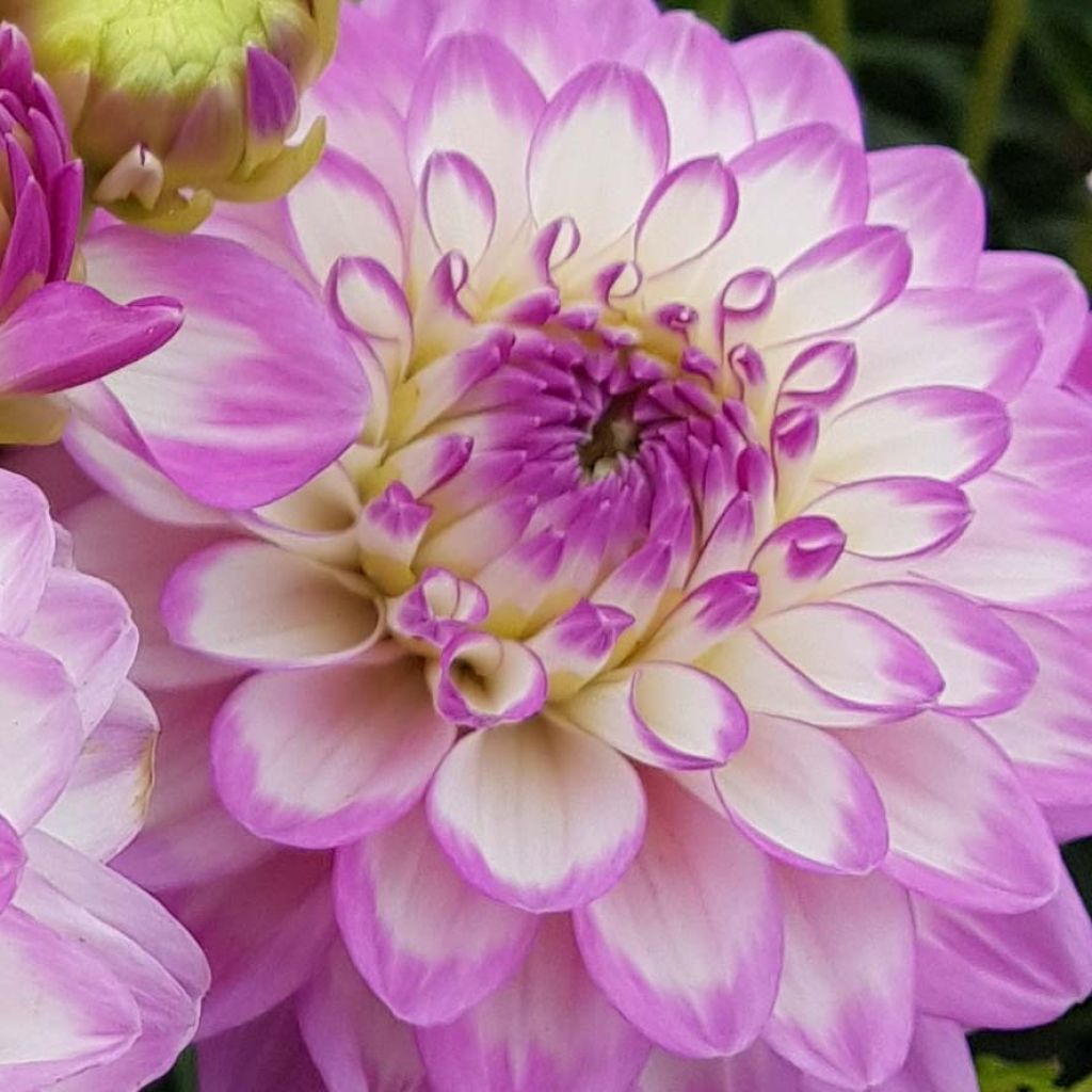 Dahlia Melody Dixie - dwergdahlia