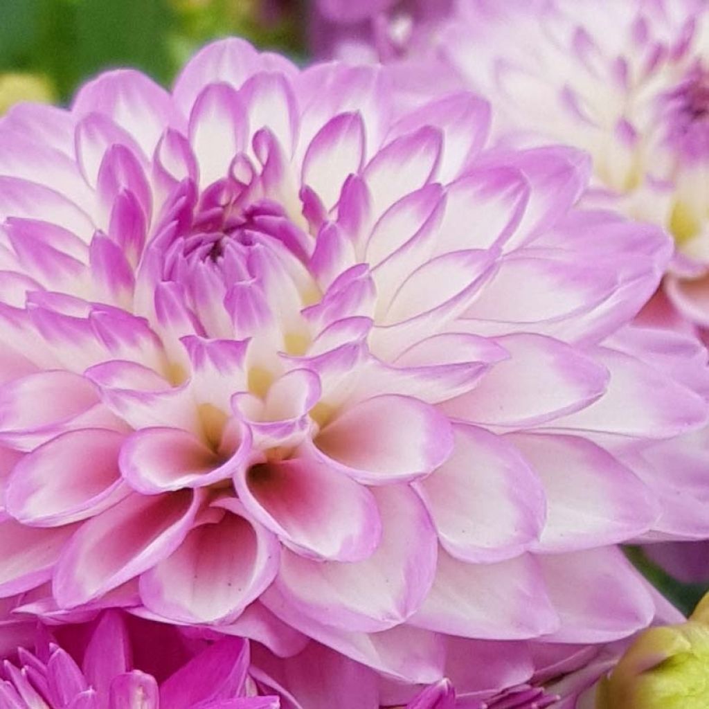 Dahlia Melody Dixie - dwergdahlia