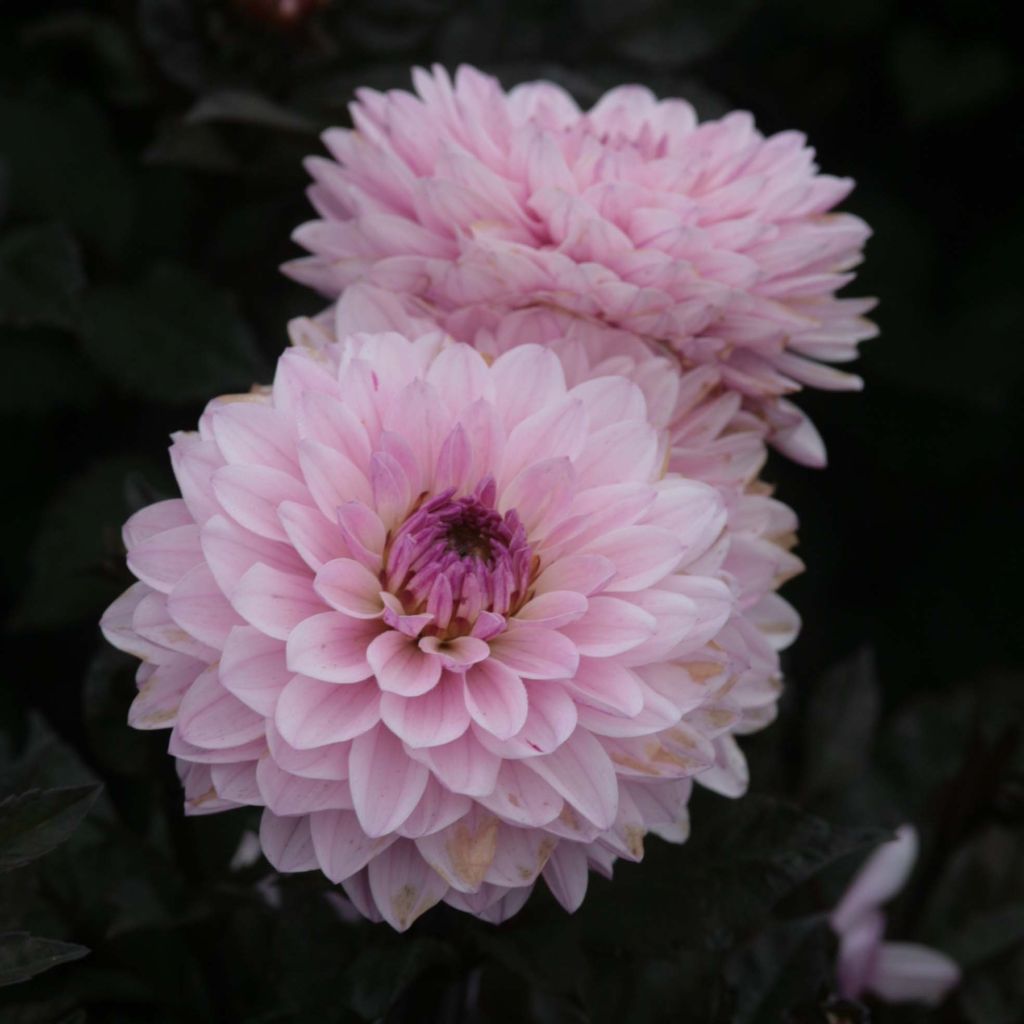 Dwergdahlia Melody Harmony
