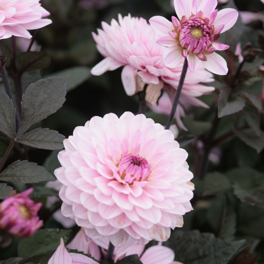 Dwergdahlia Melody Harmony
