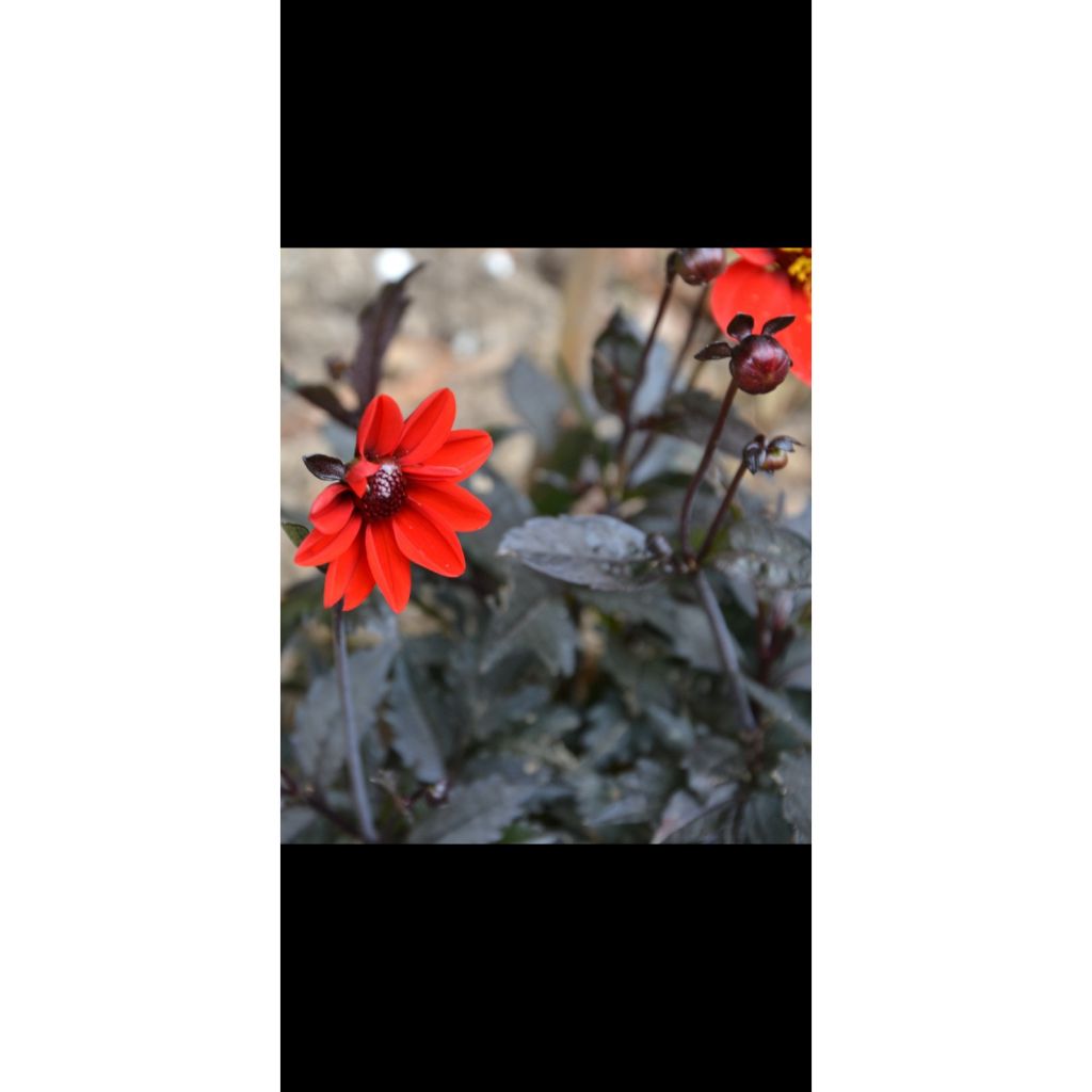 Dwergdahlia Dark Angels Pulp Fiction