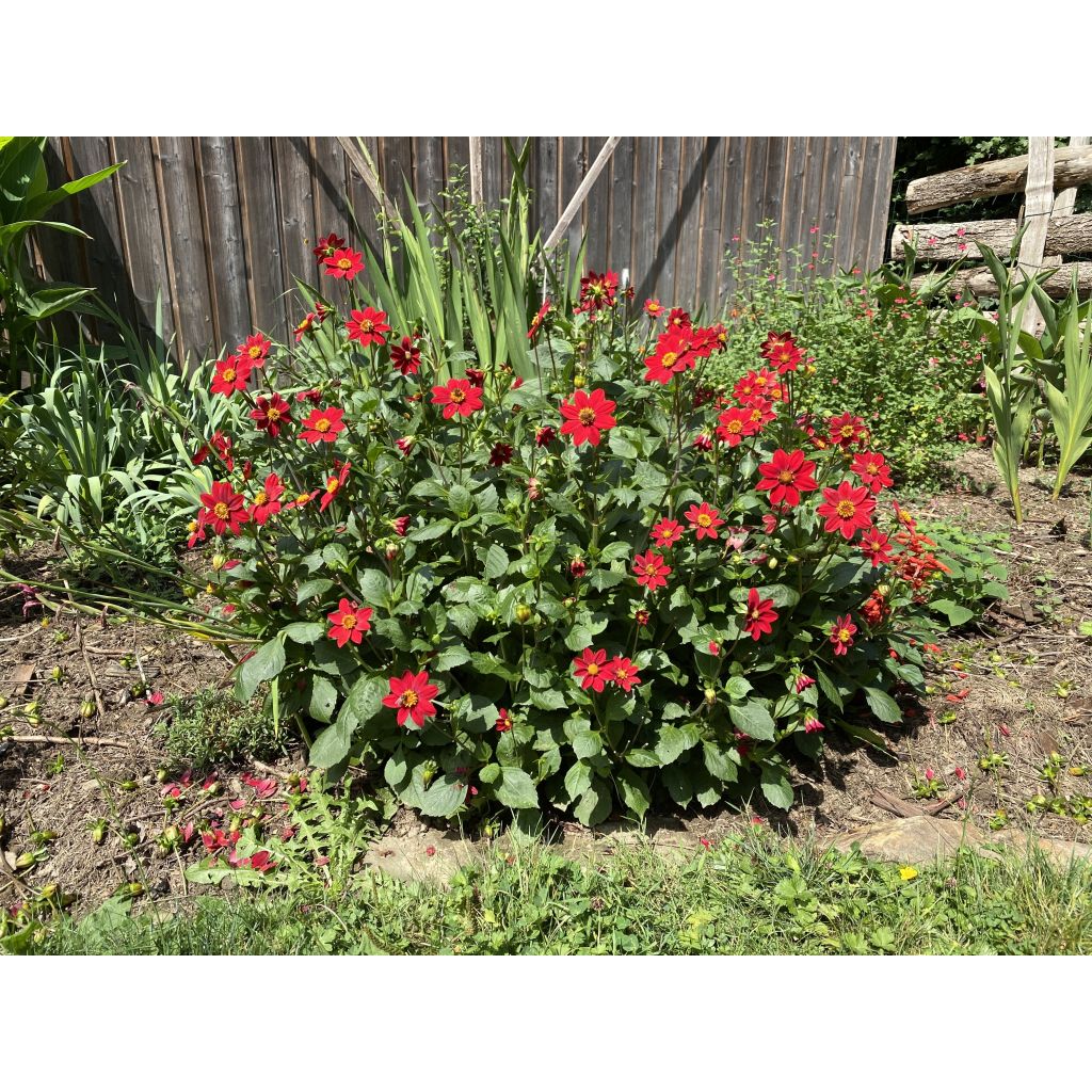 Dwergdahlia Topmix Red