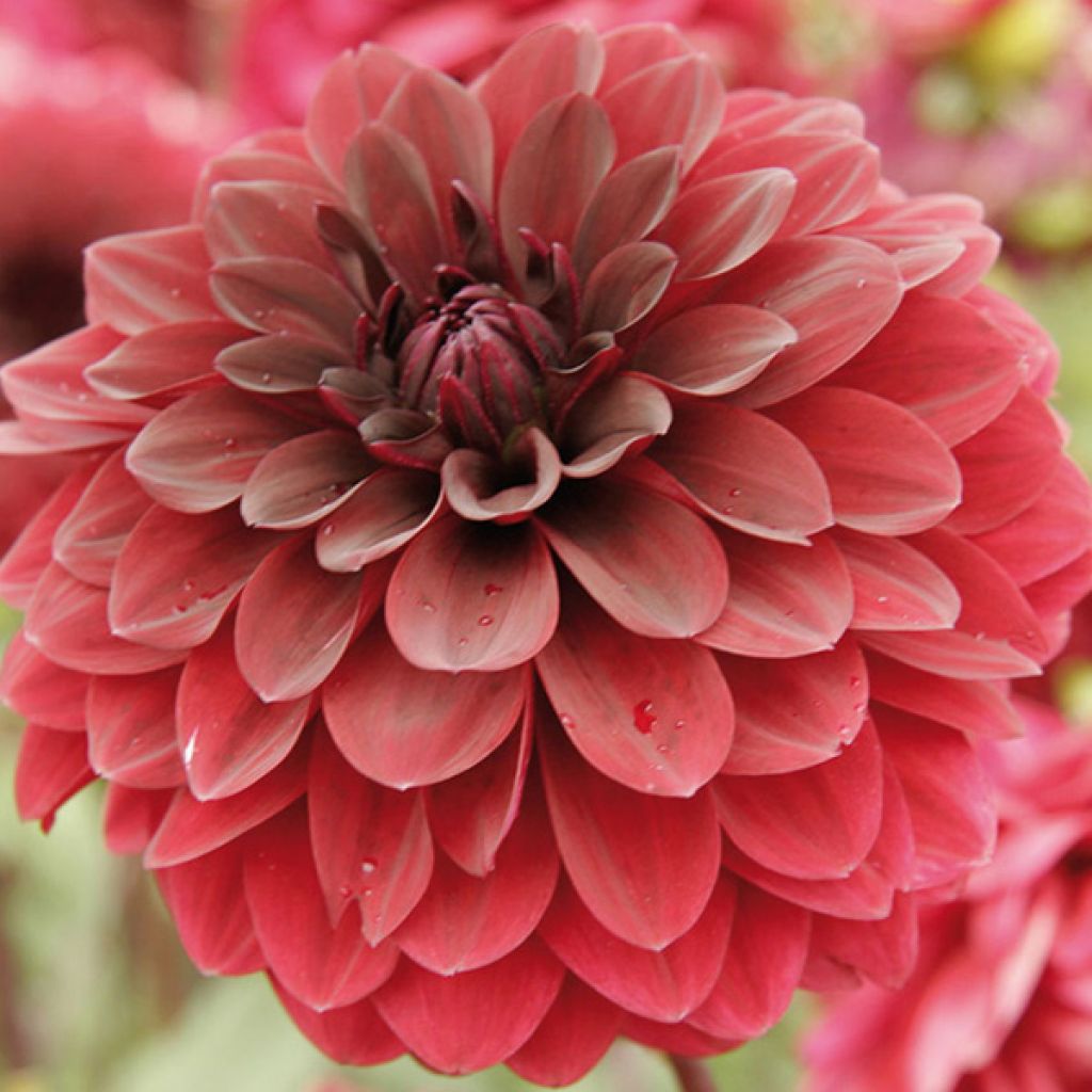 Dahlia Red Devil