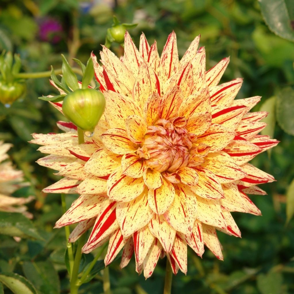 Dahlia Hi Pimento - Semicactus dahlia