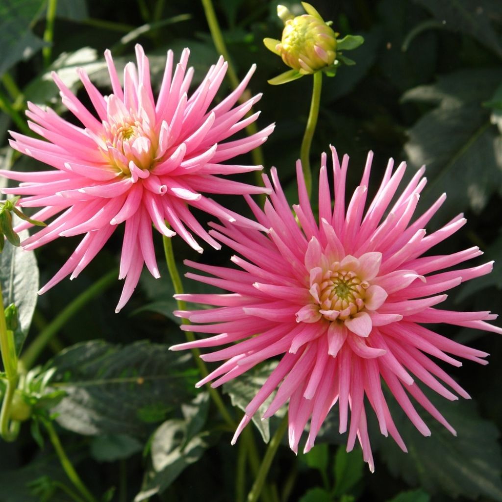 Dahlia Park Princess - cactusdahlia