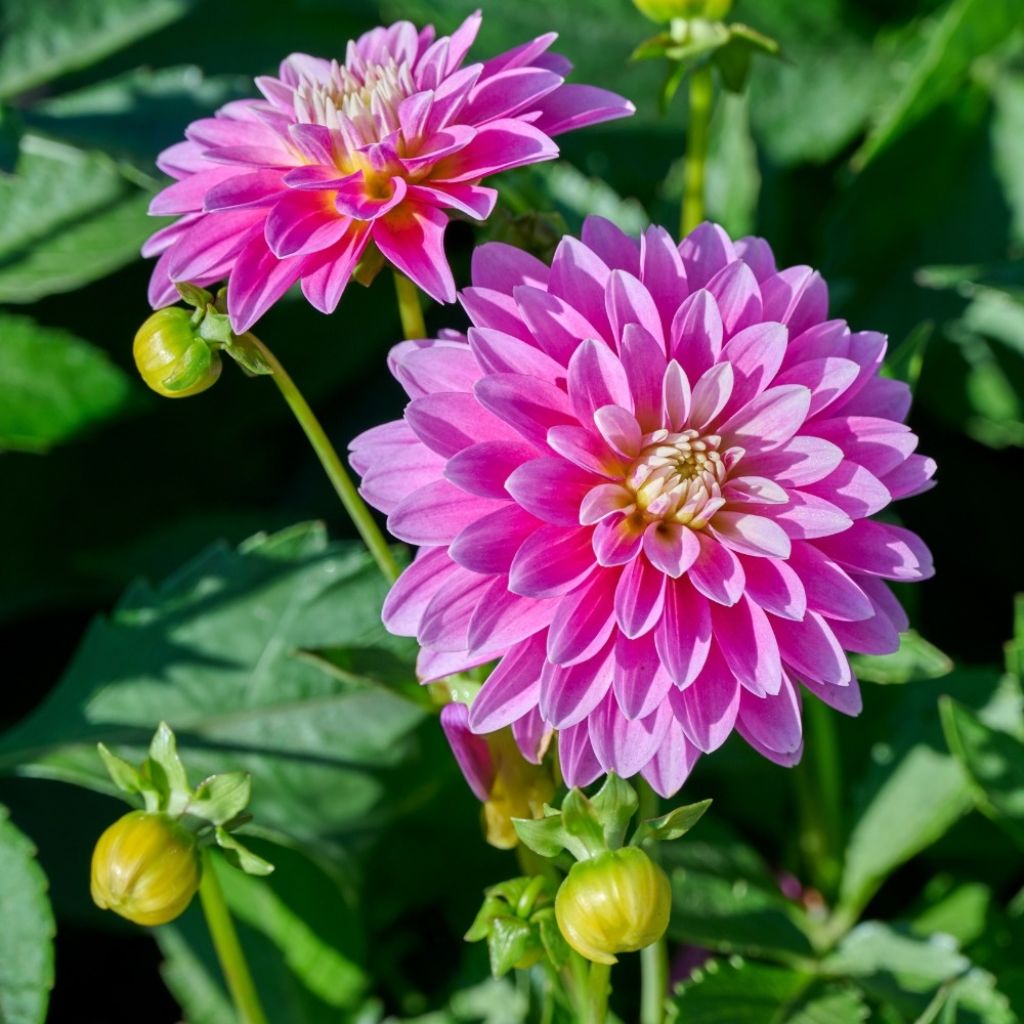 Dahlia Gallery Rambrandt - dwergdahlia