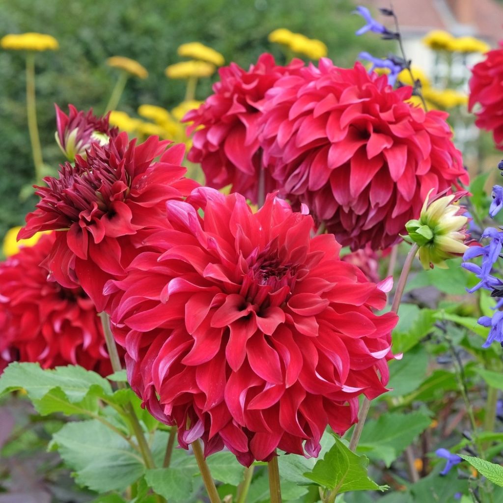 Dahlia Spartacus - grootbloemige dahlia