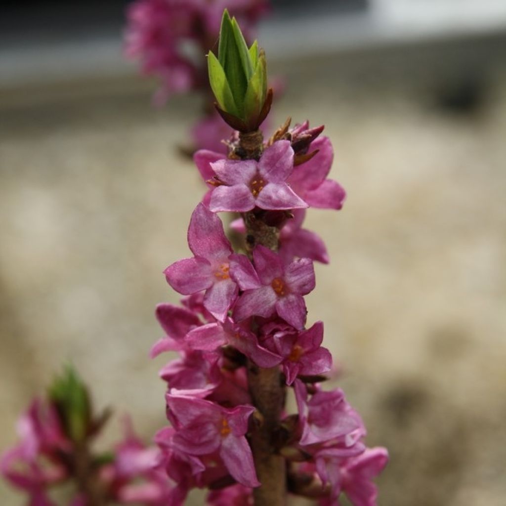 Daphne mezereum rubra - Peperboompje