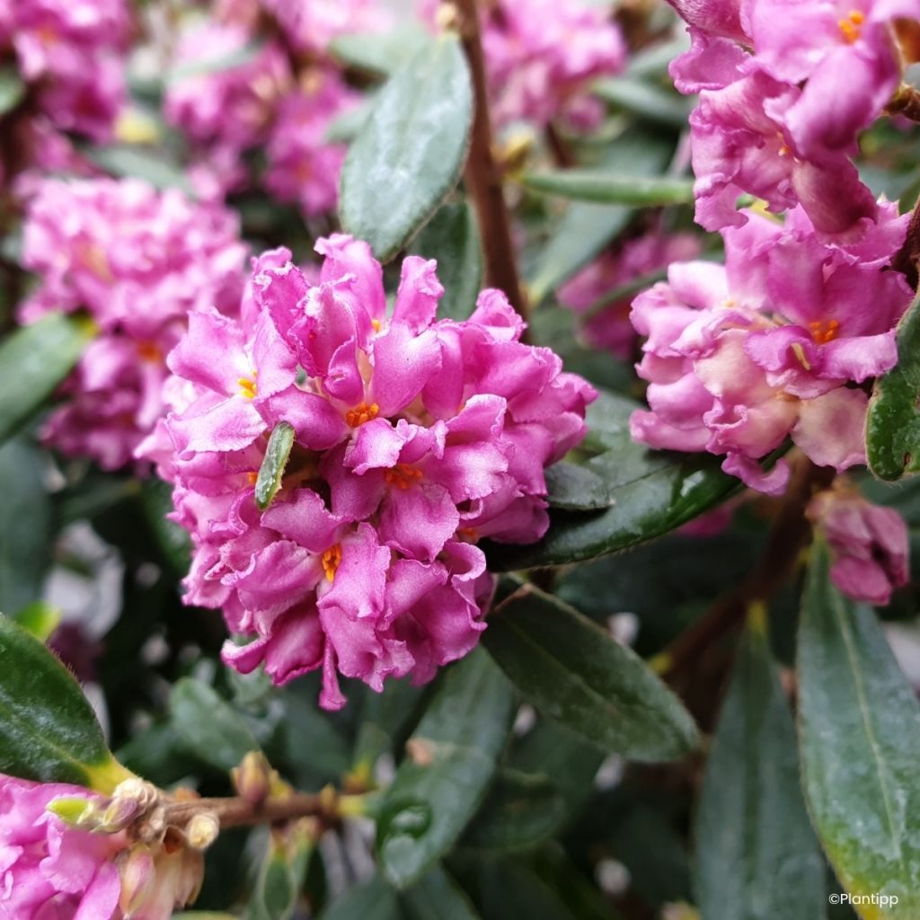 Daphne Sweetheart - Peperboompje