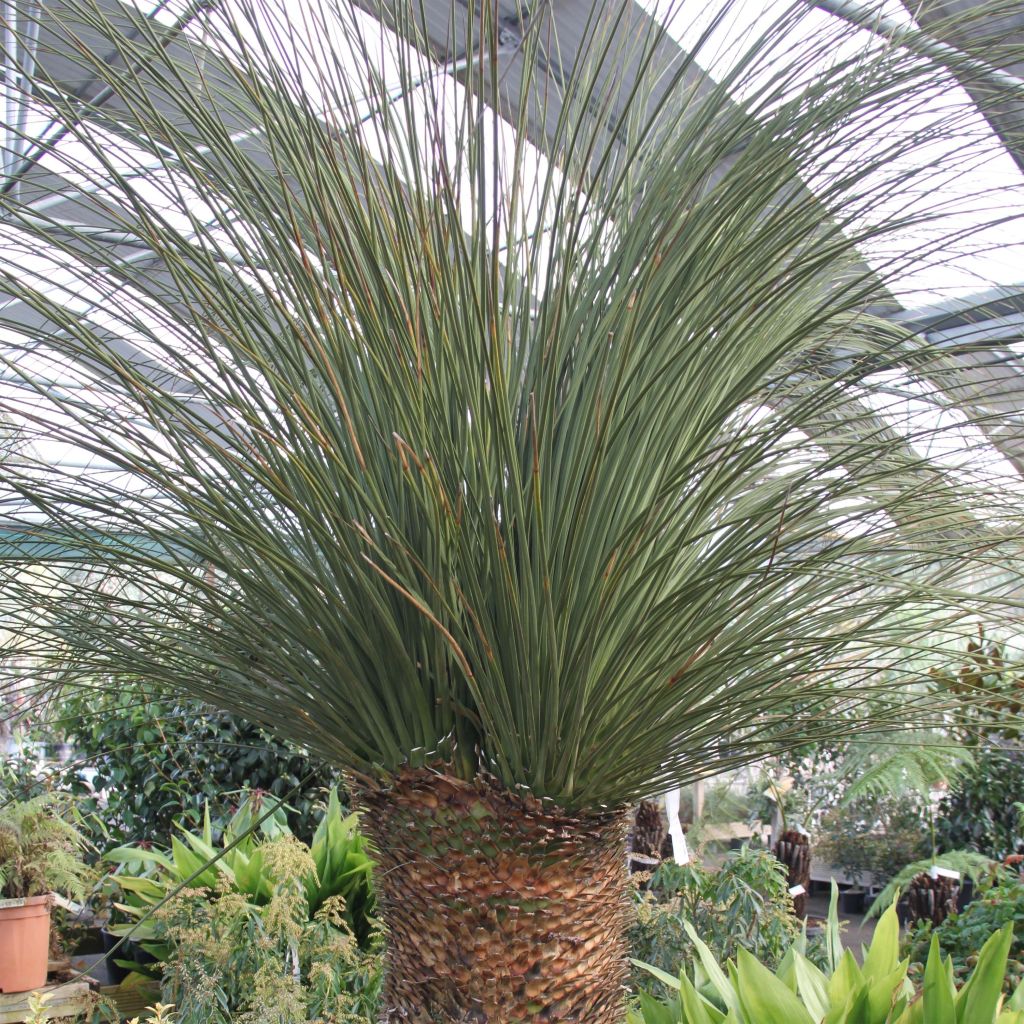 Dasylirion longissimum - Mexicaanse grasboom