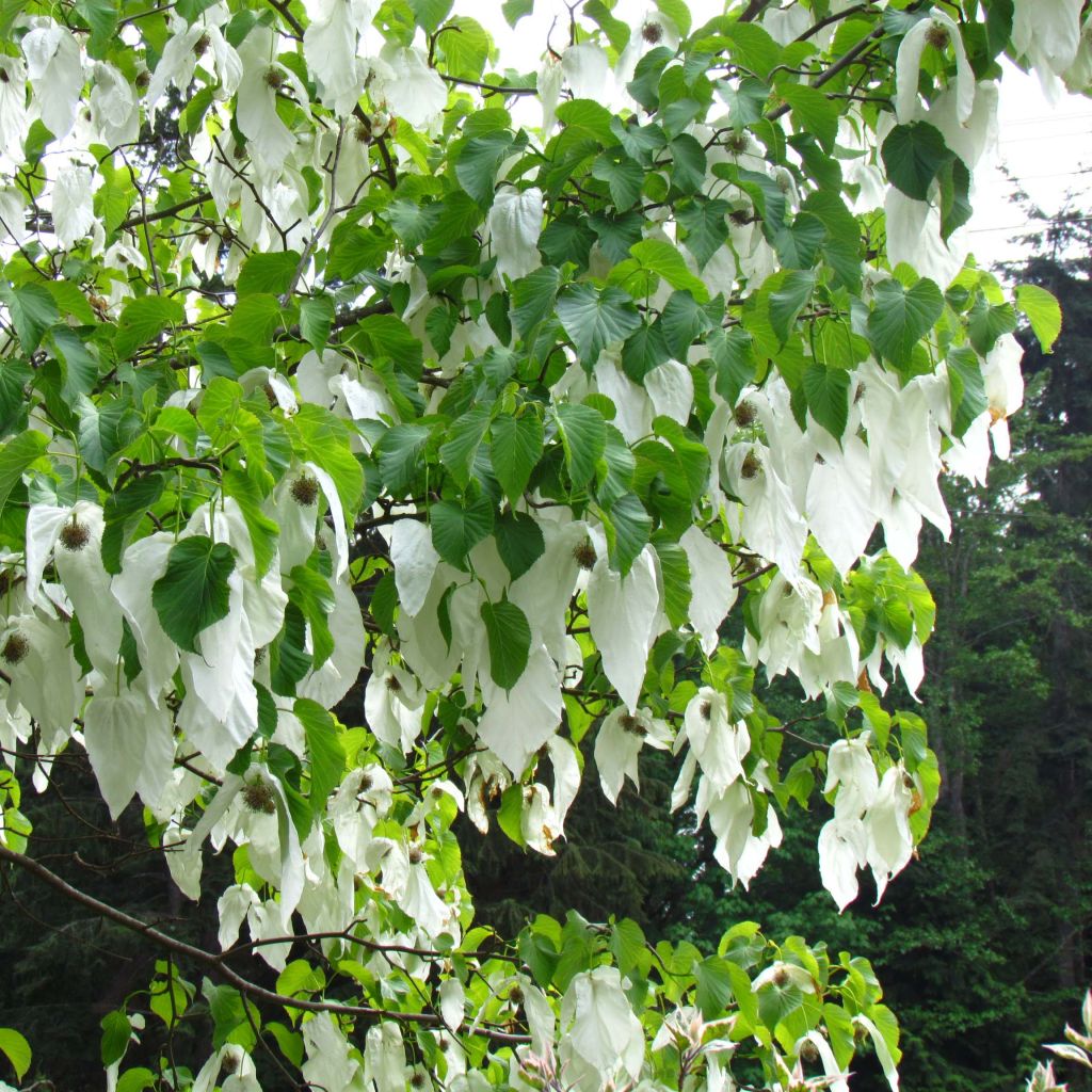 Davidia involucrata vilmoriniana - Zakdoekjesboom