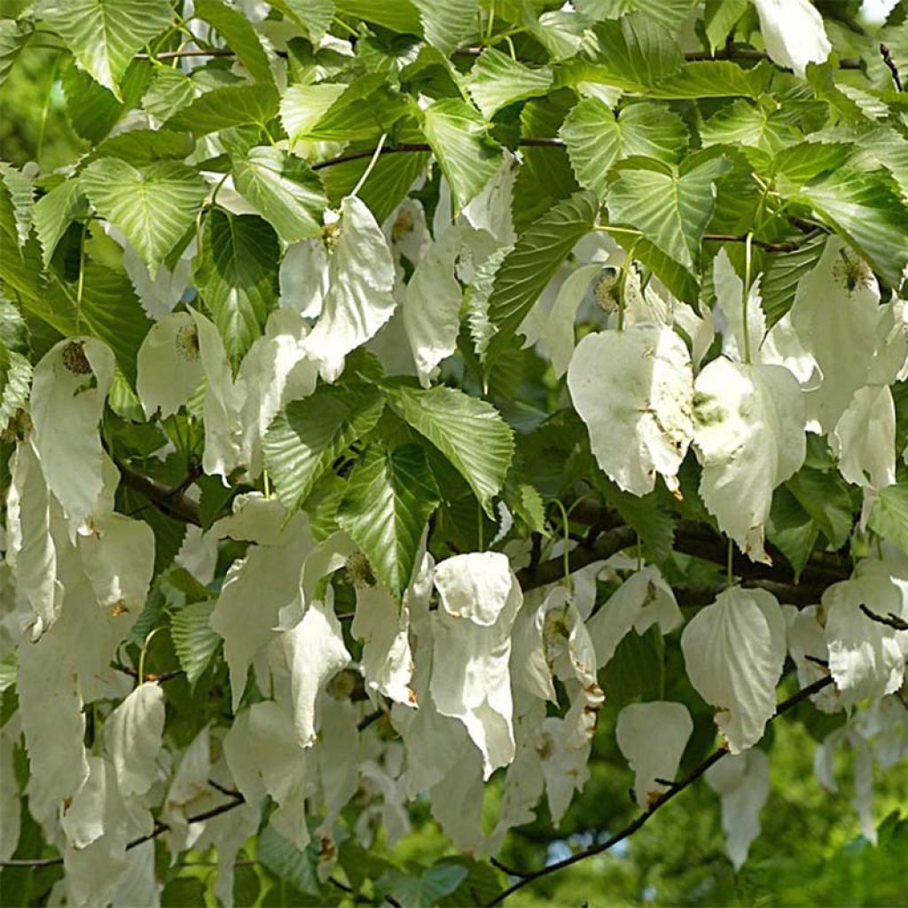 Davidia involucrata vilmoriniana - Zakdoekjesboom