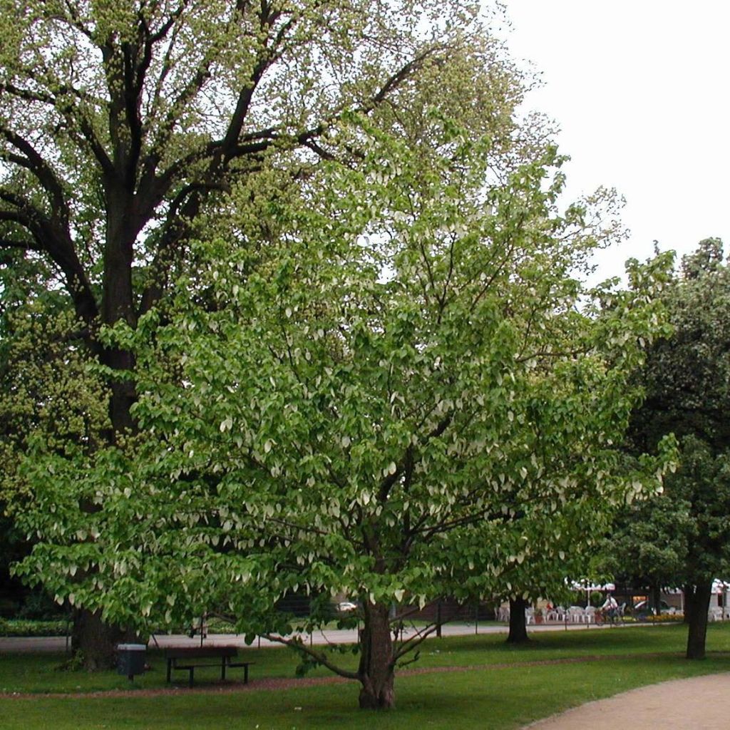 Davidia involucrata vilmoriniana - Zakdoekjesboom