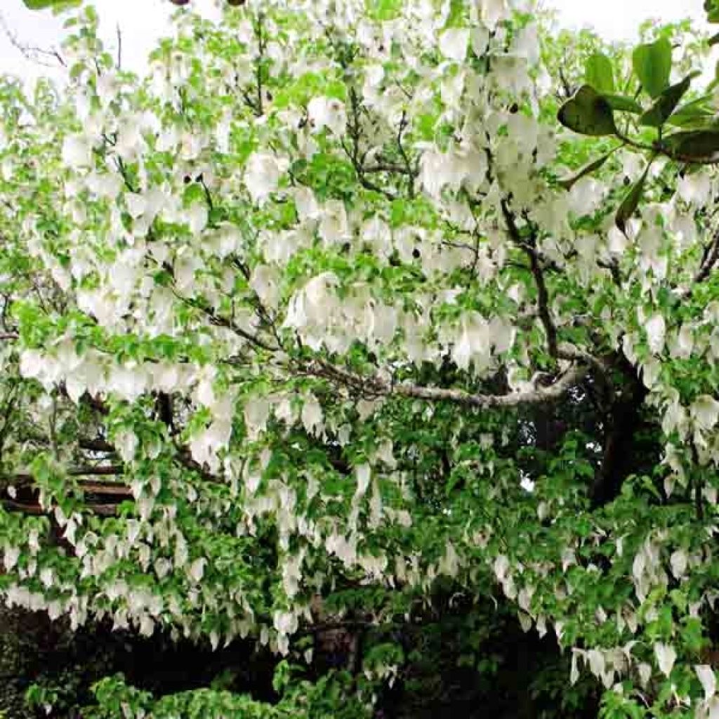 Davidia involucrata vilmoriniana - Zakdoekjesboom