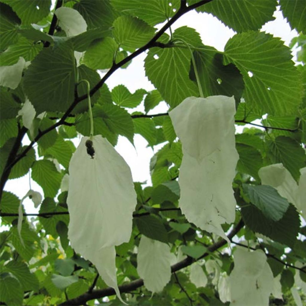 Davidia involucrata - Zakdoekjesboom