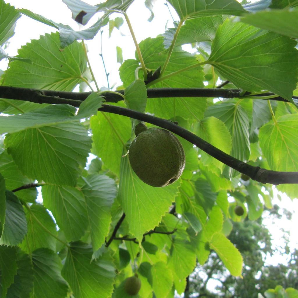 Davidia involucrata - Zakdoekjesboom