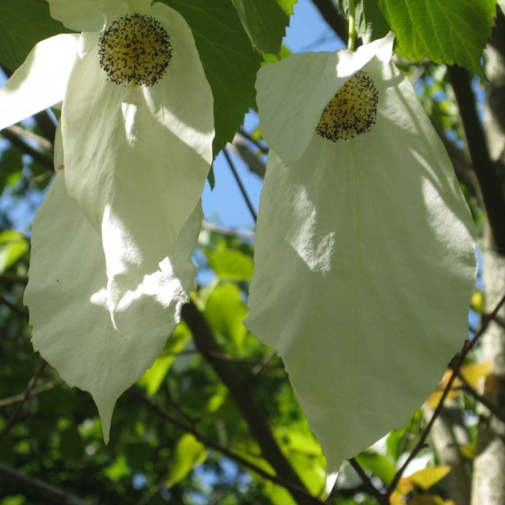 Davidia involucrata Sonoma - Zakdoekjesboom