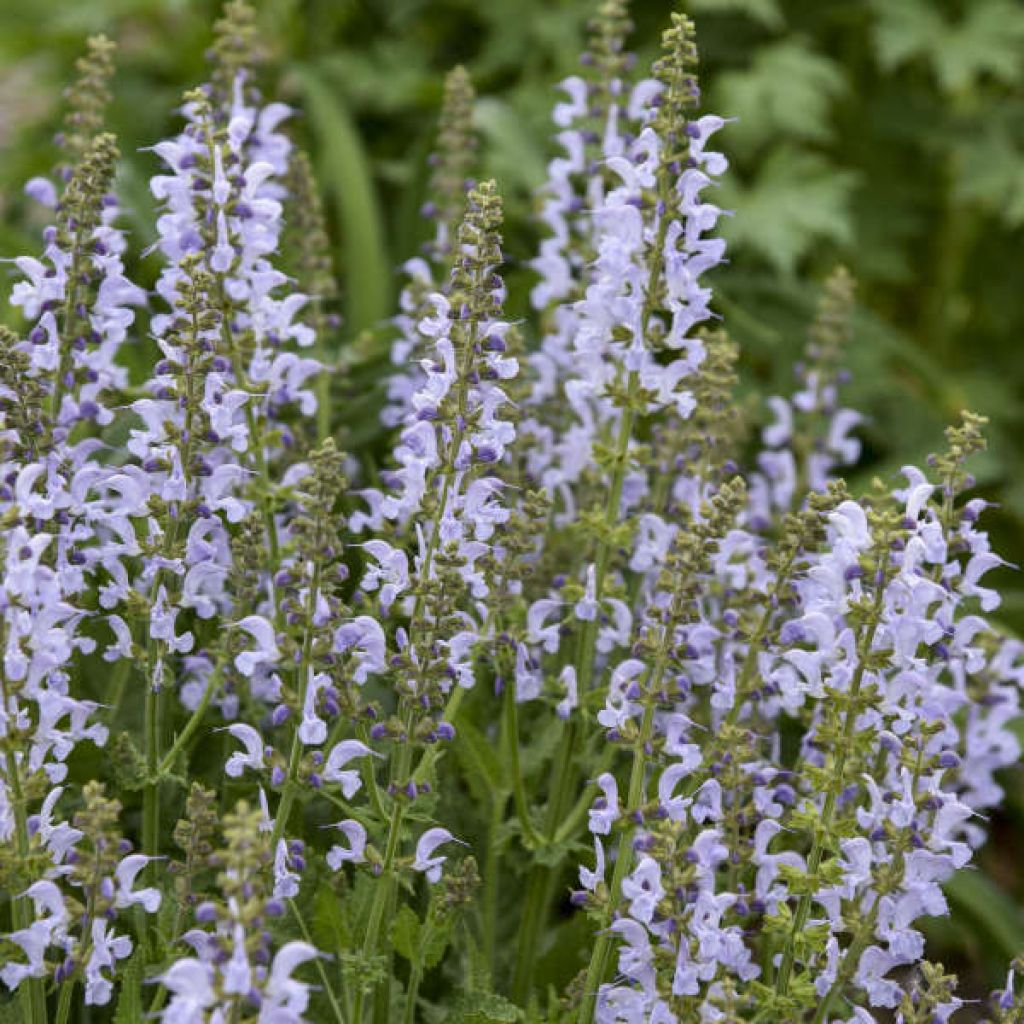 Salvia pratensis Vanity Flair - Veldsalie