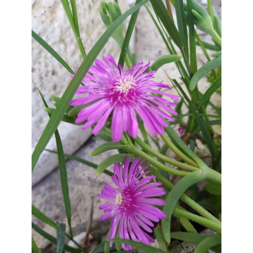Delosperma cooperi - IJsbloem