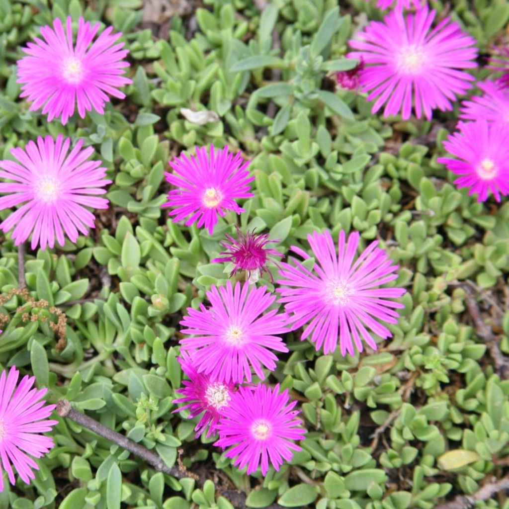 Delosperma cooperi Table Mountain - IJsbloem