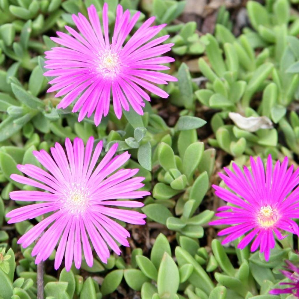 Delosperma cooperi Table Mountain - IJsbloem