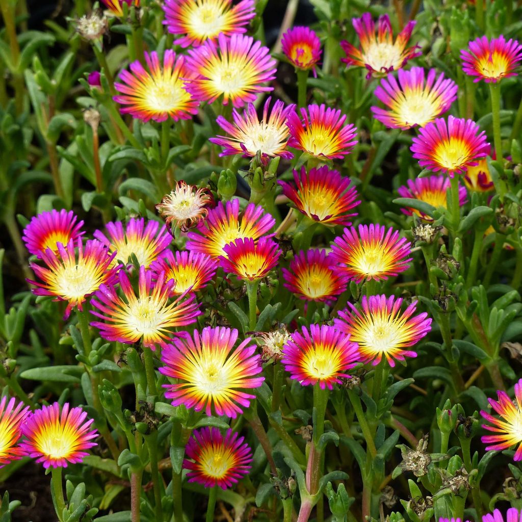 Delosperma Wheels of Wonder Hot Pink - IJsbloem