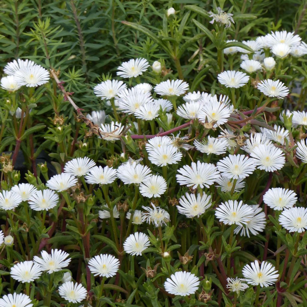 Delosperma Wheels of Wonder Wit - IJsbloem