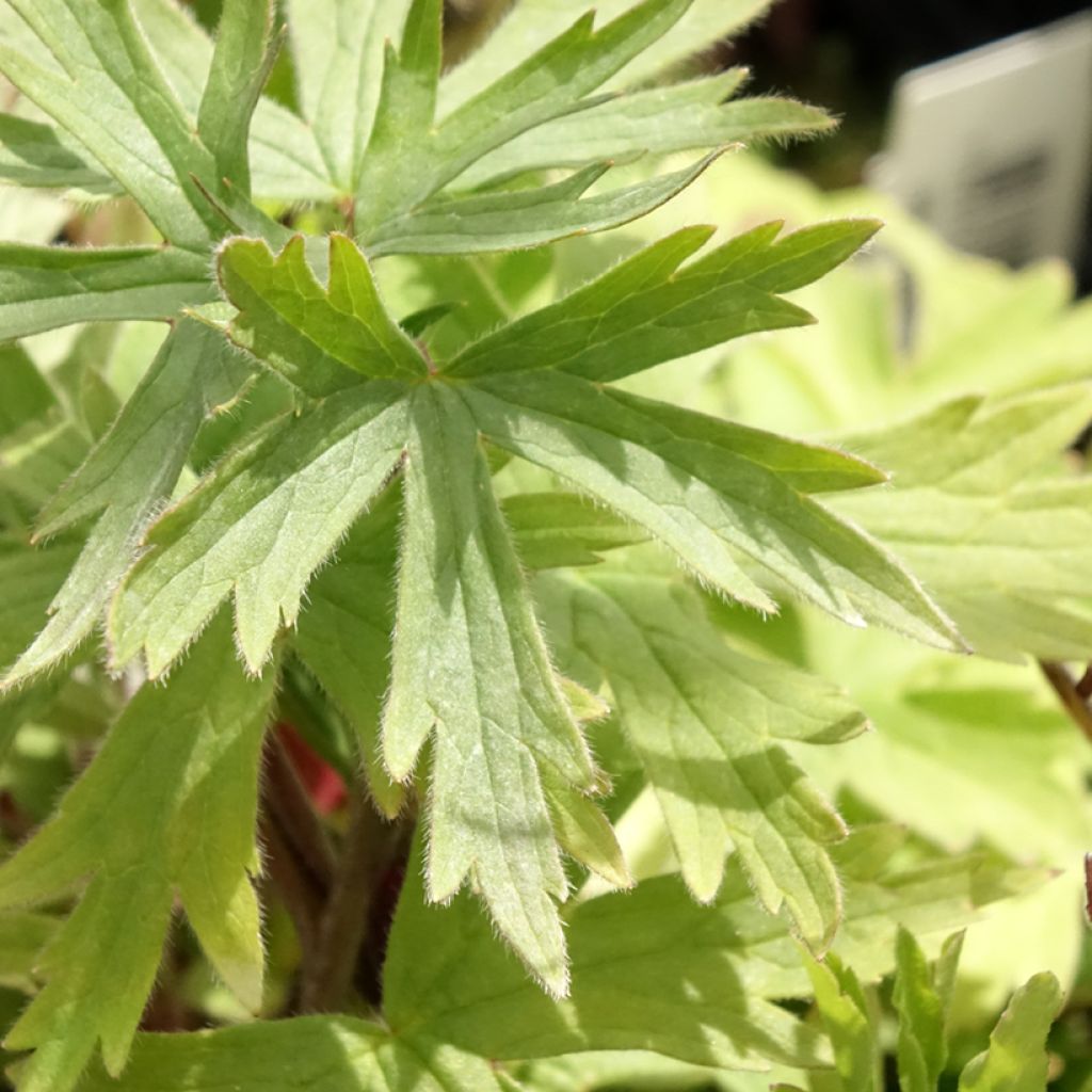 Delphinium Pacific-hybrid Magic Fountain Dark Blue-Black Bee - Ridderspoor