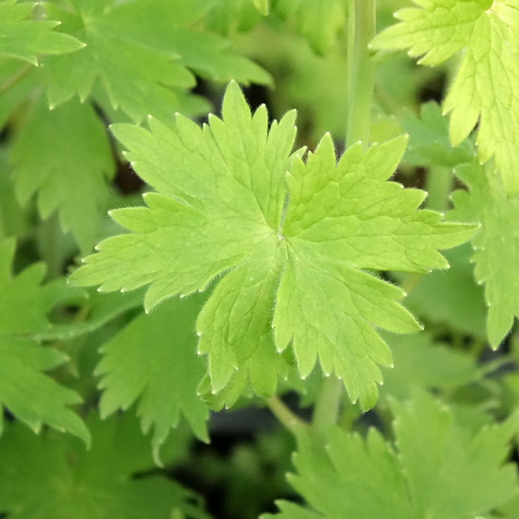 Delphinium Pacific-hybrid Magic Fountain Dark Blue-White - Ridderspoor