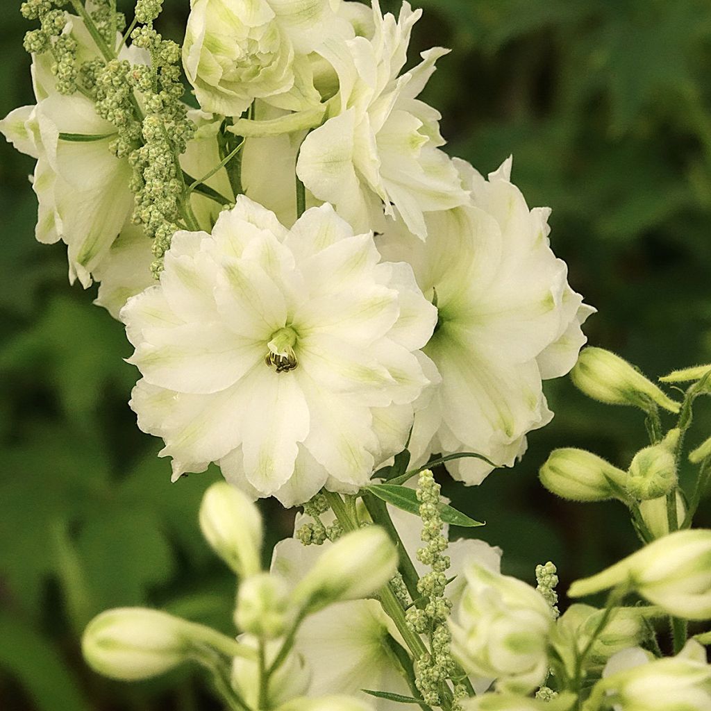 Delphinium elatum Double Innocence - Ridderspoor