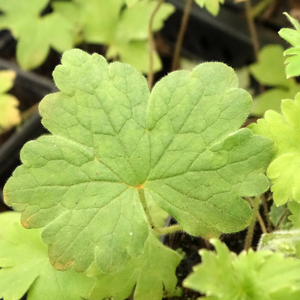 Delphinium Pacific-hybrid Magic Fountain Sky Blue-White Bee - Ridderspoor