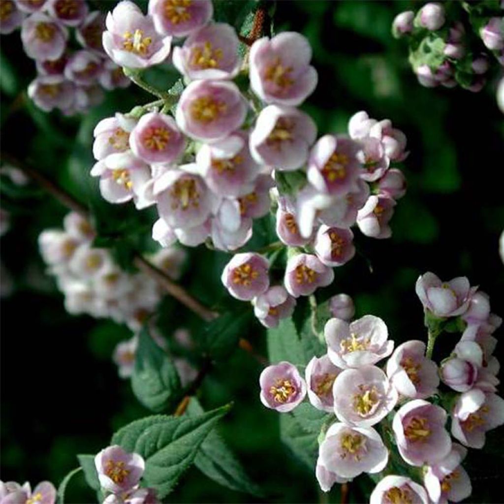 Deutzie Lavender Time - Deutzia compacta