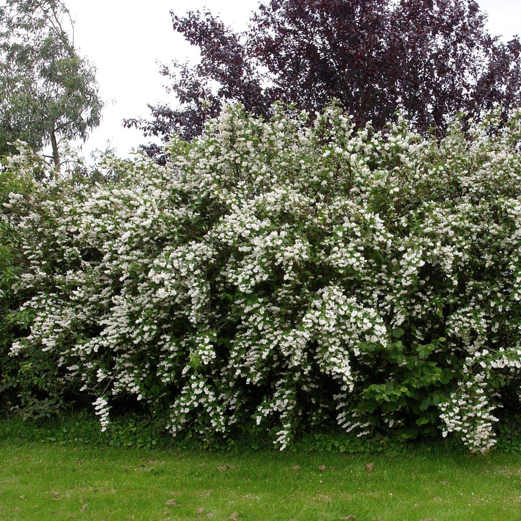 Deutzia crenata Pride of Rochester - Bruidsbloem