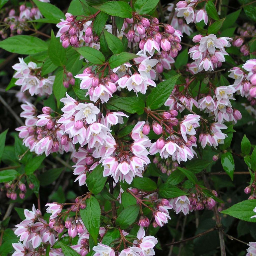 Deutzia purpurascens Kalmiiflora - Bruidsbloem