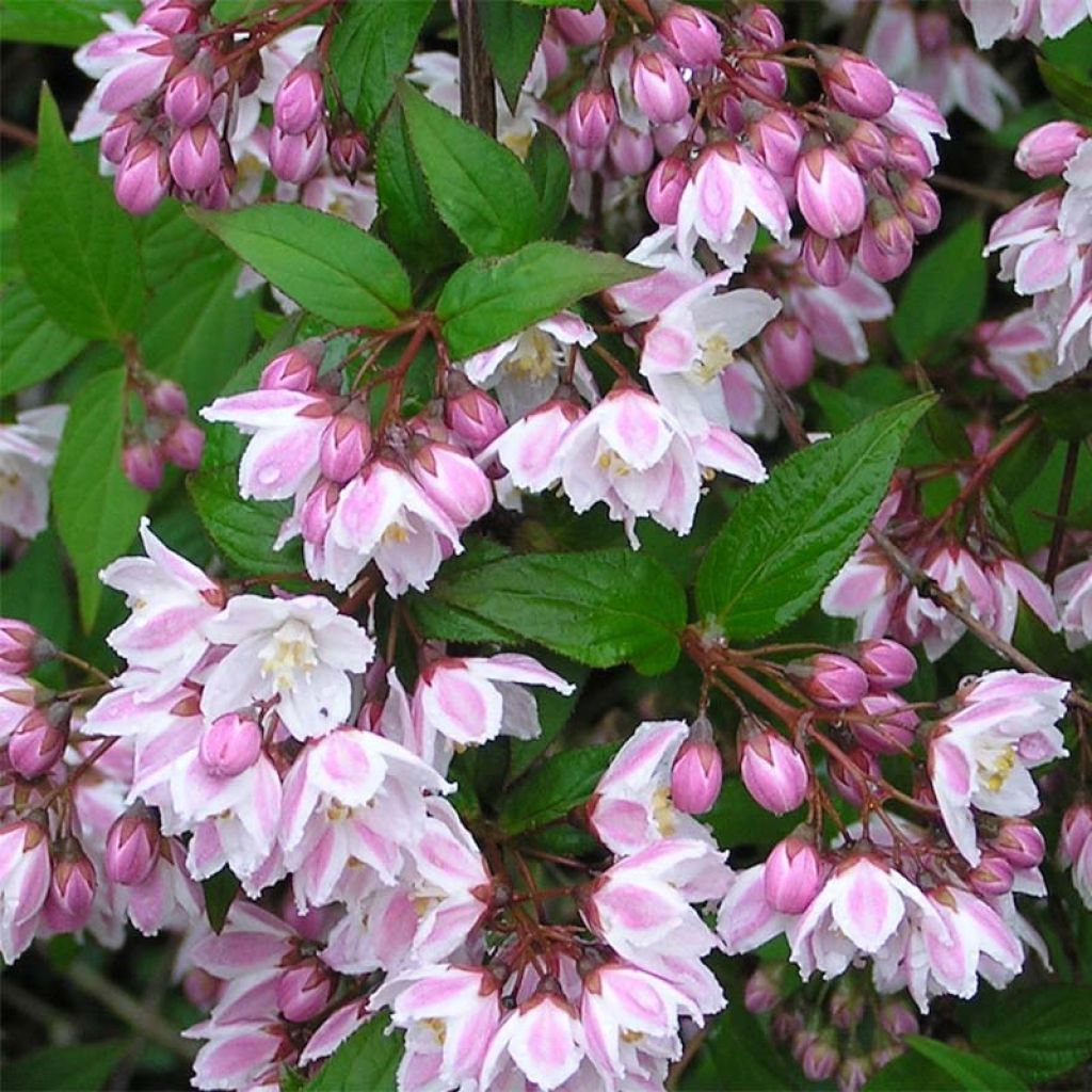 Deutzia purpurascens Kalmiiflora - Bruidsbloem