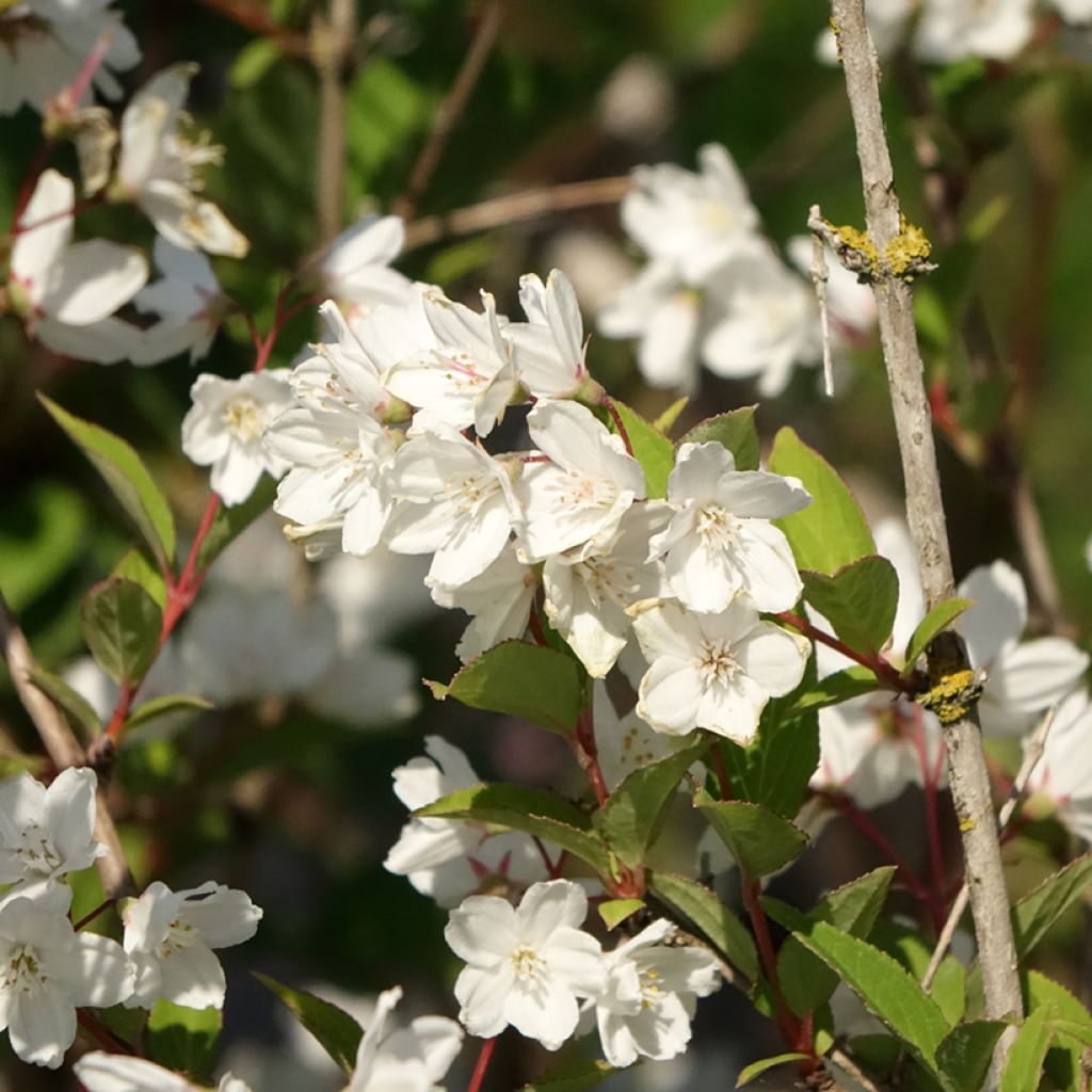 Deutzia rosea Campanulata - Bruidsbloem