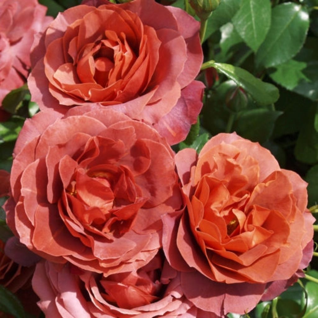 Rosa Hot Cocoa - Trosroos