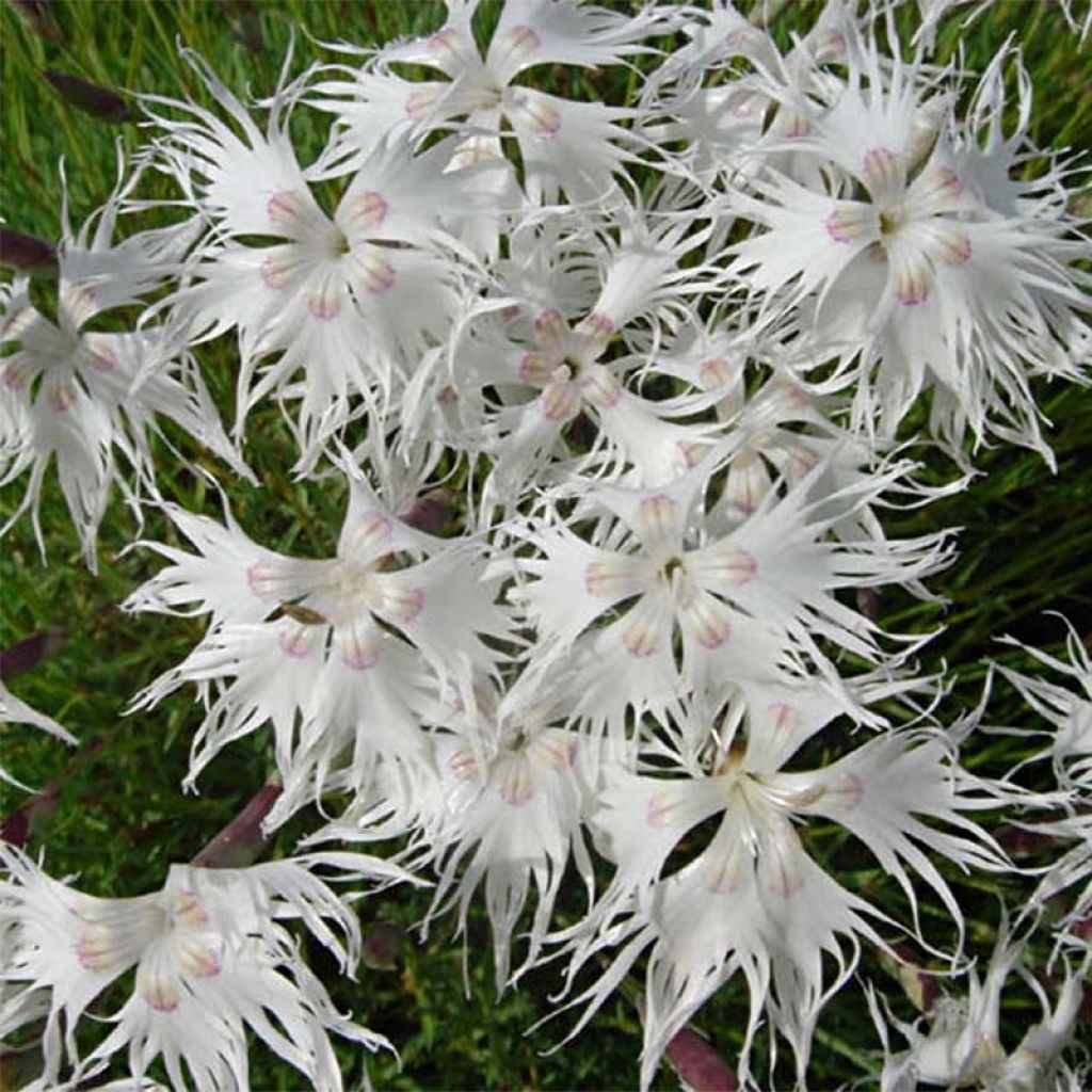 Dianthus arenarius - Zandanjelier