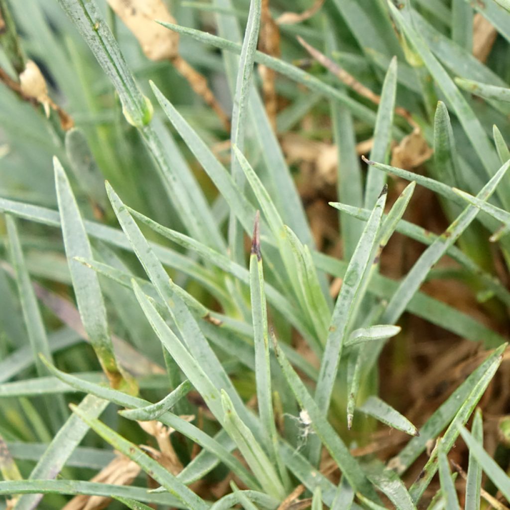 Dianthus plumarius Scent First Raspberry Sundae - Grasanjer
