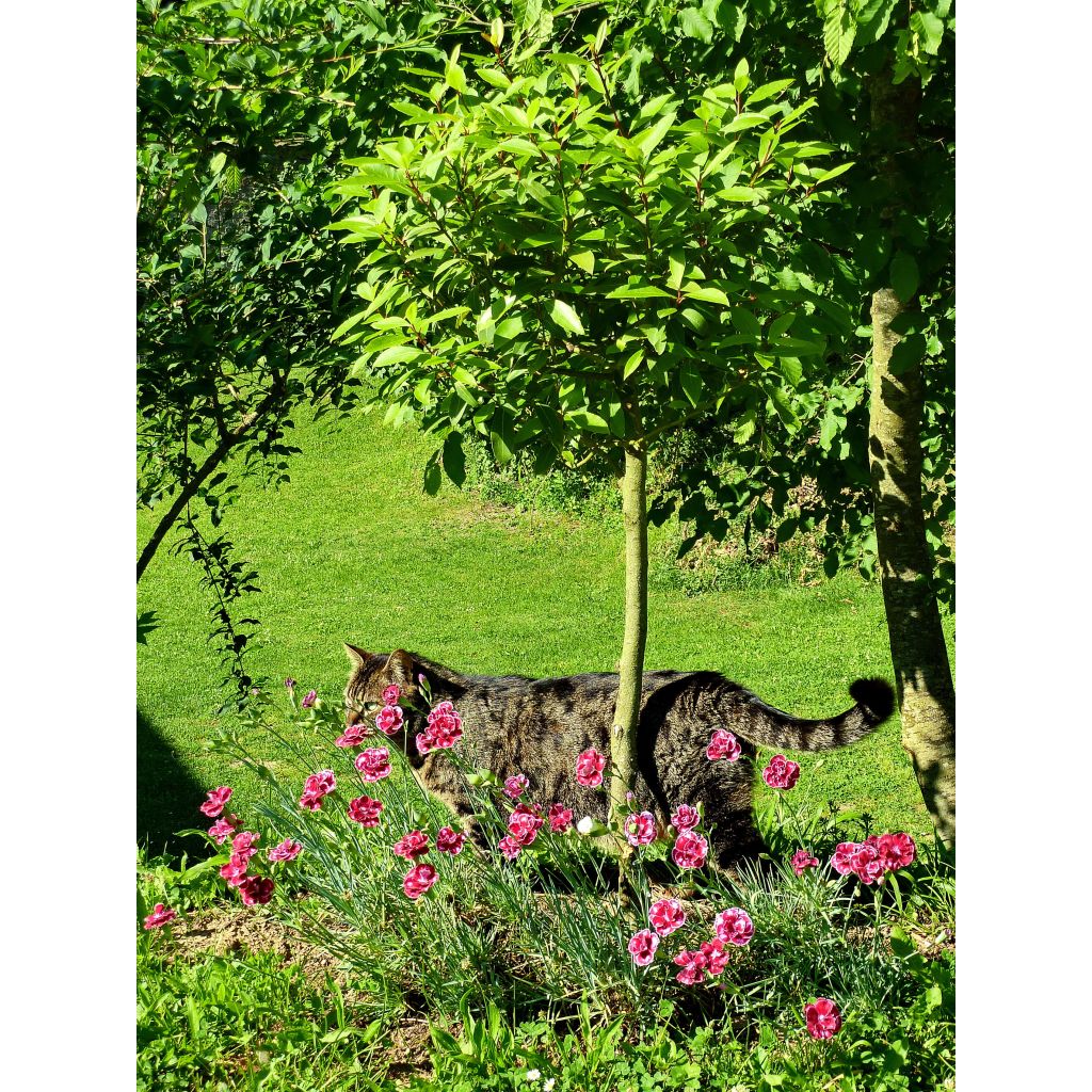 Dianthus Scent First Coral Reef - Grasanjer