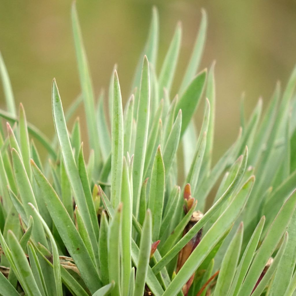 Dianthus Scent First Sugar Plum - Grasanjer