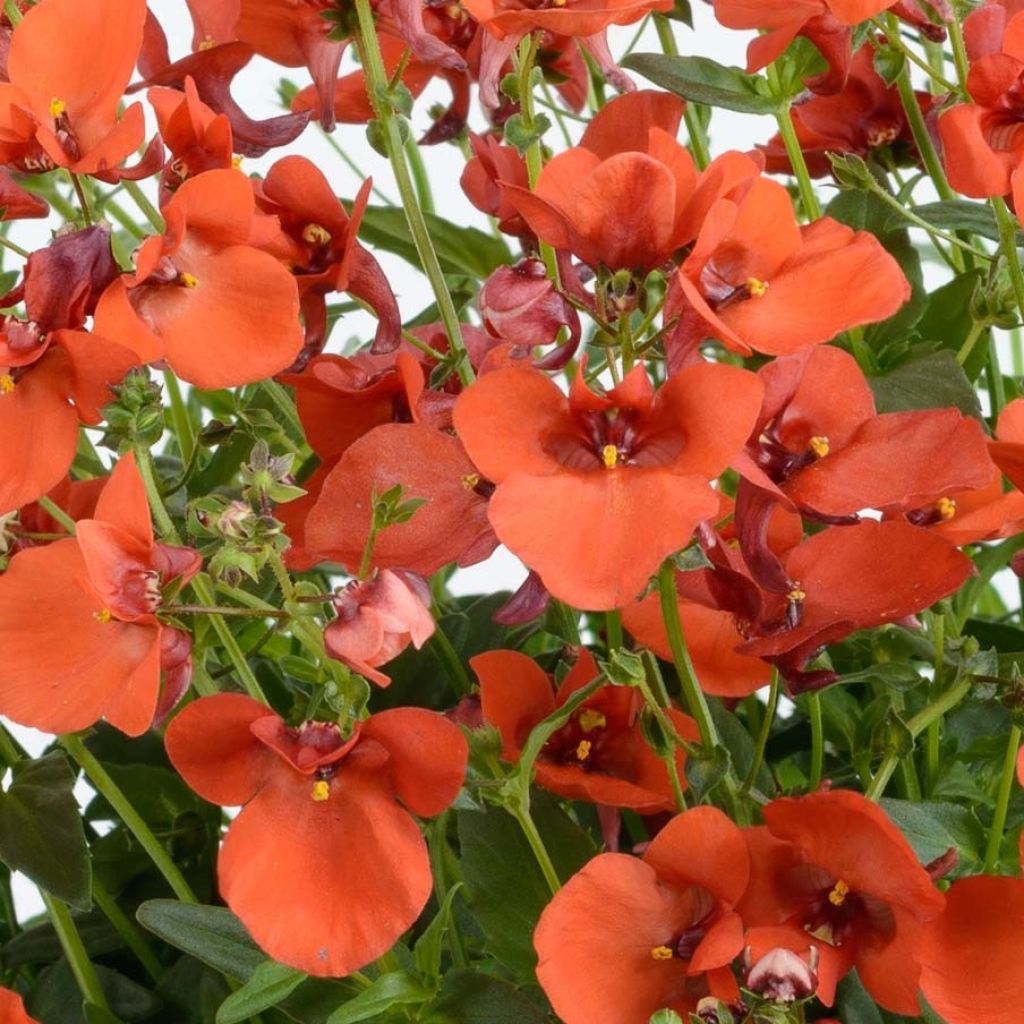 Diascia Breezee Plus Orange - Elfenspoor