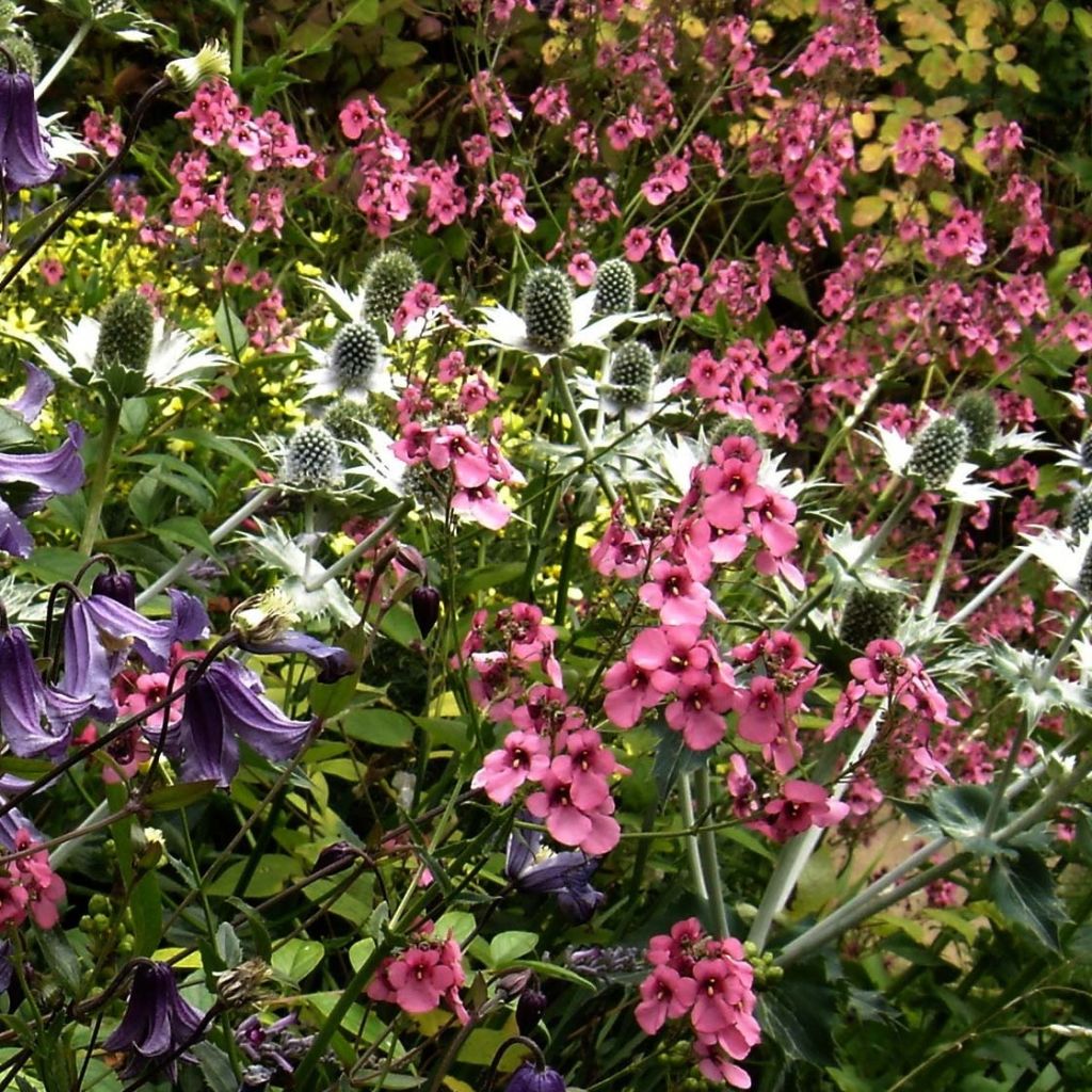 Diascia personata - Elfenspoor